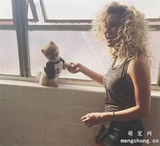 博美犬美图,博美犬萌照,博美犬摄影,博美犬图片