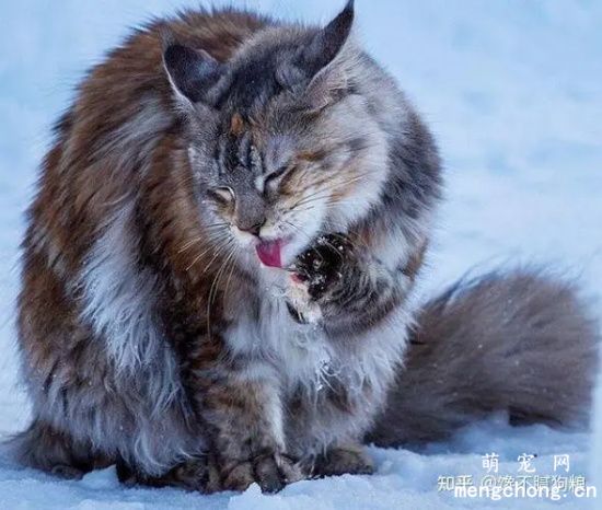 猫咪突然暴饮暴食，是什么原因？