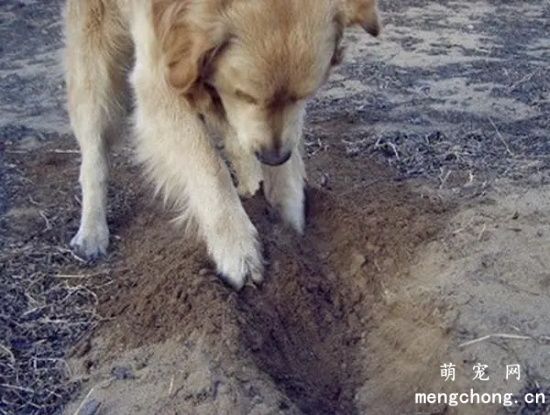 狗狗为什么喜欢刨土？