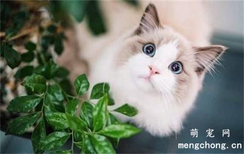 小猫多大能够做绝育