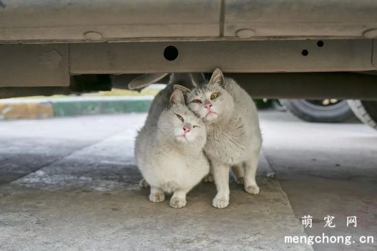 猫猫发情的时候可以绝育嘛(猫咪发情期间能绝育么)