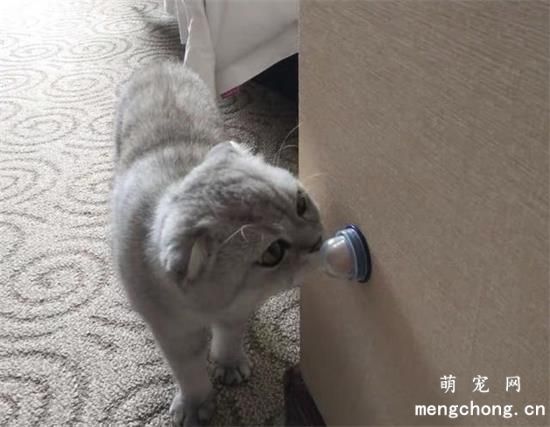 猫能吃糖吗?猫可以吃猫糖吗