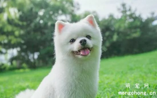 选购幼犬需要注意的事