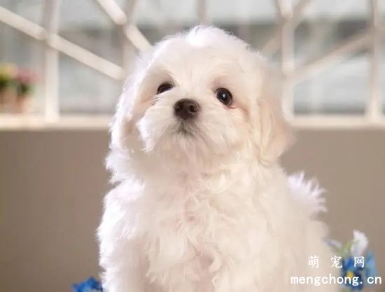 比熊犬幼犬怎么喂养,比熊怎么美毛