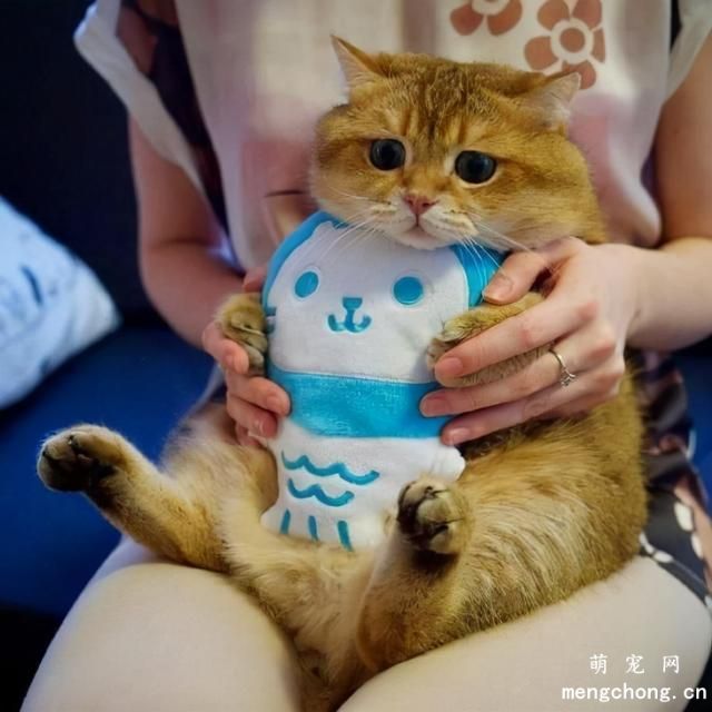 虎斑猫怎么看纯不纯