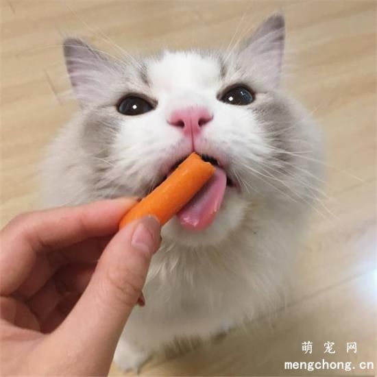 猫能吃的20种食物