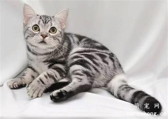 猫咪可以近亲繁殖吗？