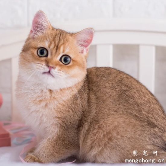 猫咪的寿命有多长？(最老的猫咪能活多久？)