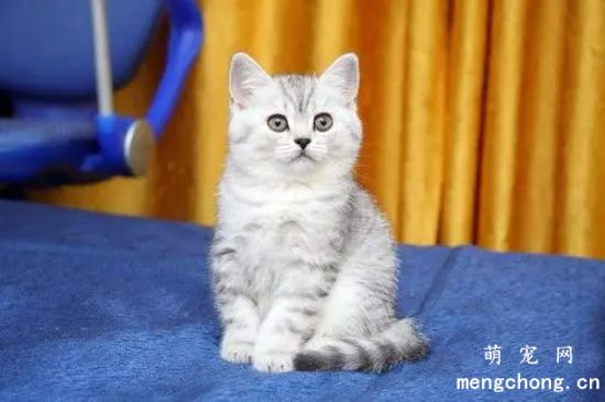 英短虎斑猫多少钱一只