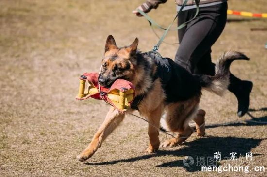 怎样训练德国牧羊犬？德国牧羊犬训练方法