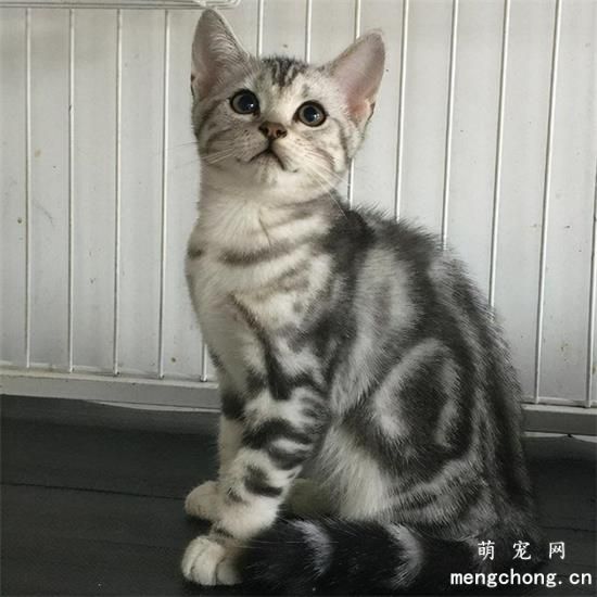 猫癣传染人几率大吗