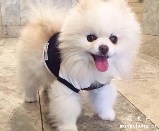 狗狗得了犬瘟（狗瘟）怎么办