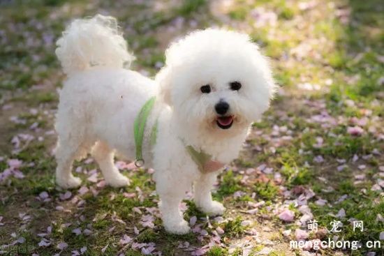 如何挑选品相好的比熊犬,比熊犬刚出生怎么挑选？