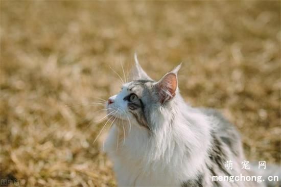 猫发情了怎么办