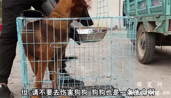 狗狗被五花大绑送往狗肉馆，小哥不忍心后救下：走，跟我回家