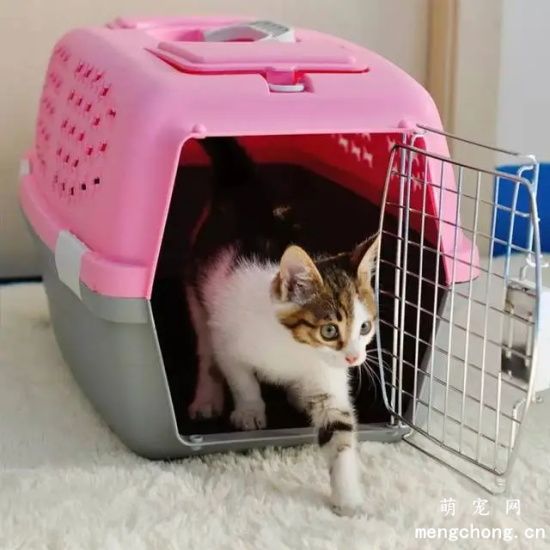 宠物猫可以带上高铁吗？猫咪托运的流程是什么？