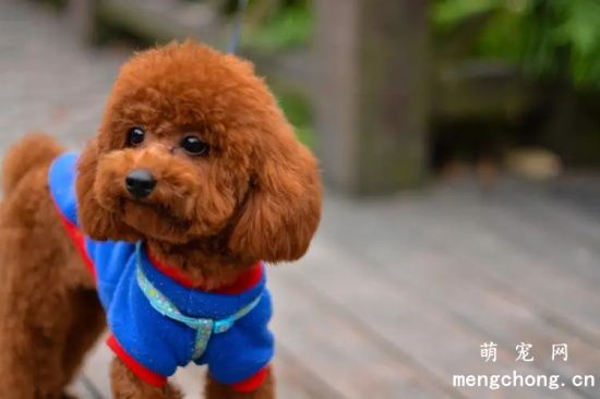 泰迪狗狗拉肚子怎么办
