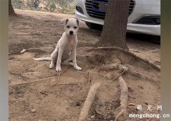 流浪小白狗疯狂追车，追了几十米都没有停：能带我一起回家吗？