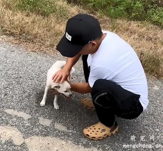 流浪小白狗疯狂追车，追了几十米都没有停：能带我一起回家吗？