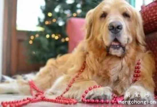 金毛犬患上关节炎的原因与治疗