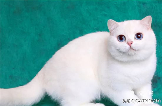 银渐层猫一般多少钱？