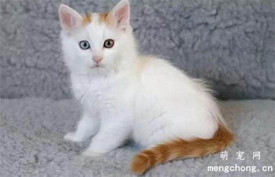 晚上猫的眼睛为什么会发光？