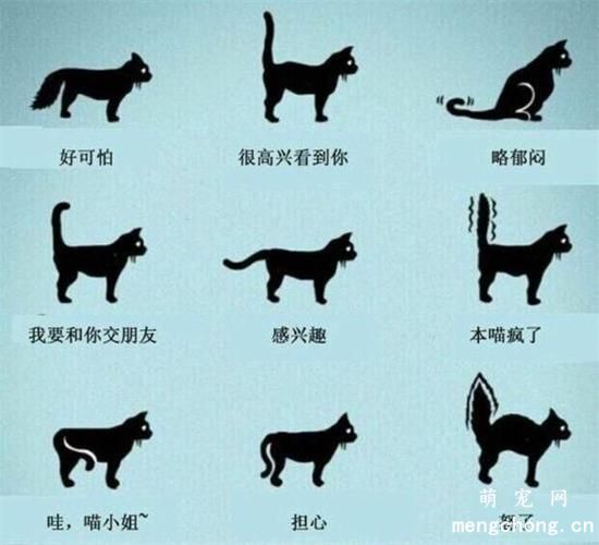 猫咪尾巴的状态分别表达什么意思？