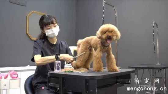 如何给贵宾犬美容？