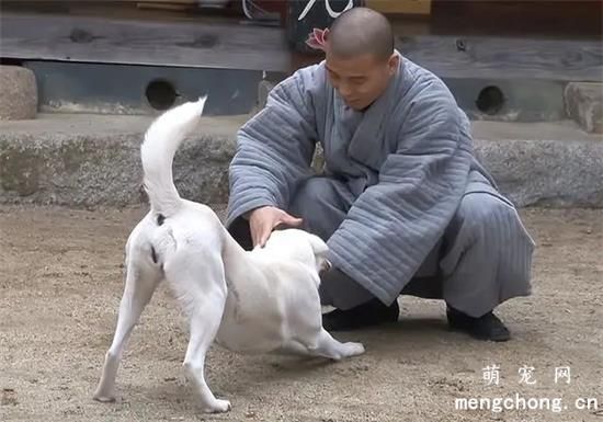 狗狗的丈夫去世，但心中爱不灭：将带着回忆与信念，继续向导之旅