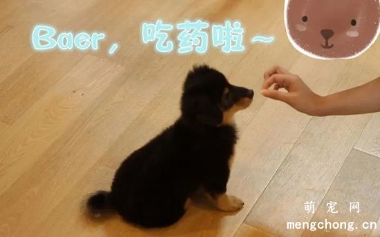 关于喂狗狗吃药的方法