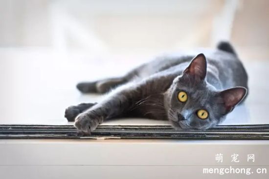 蓝猫的各个品种以及特征