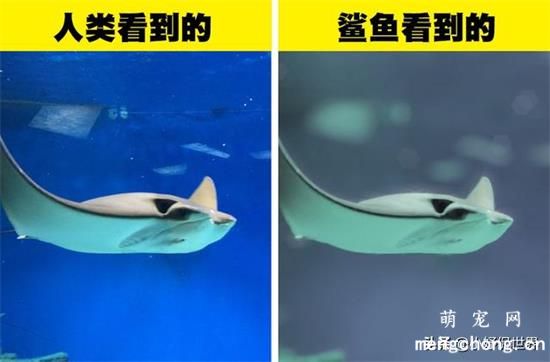 六种动物眼中看到的世界色彩原来与人类如此不同