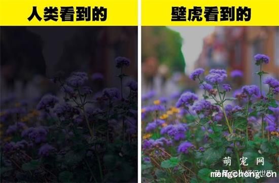 六种动物眼中看到的世界色彩原来与人类如此不同