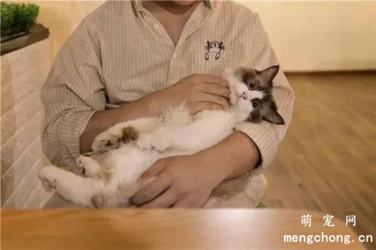 猫咪不让抱怎么办？如何正确姿势抱猫咪？