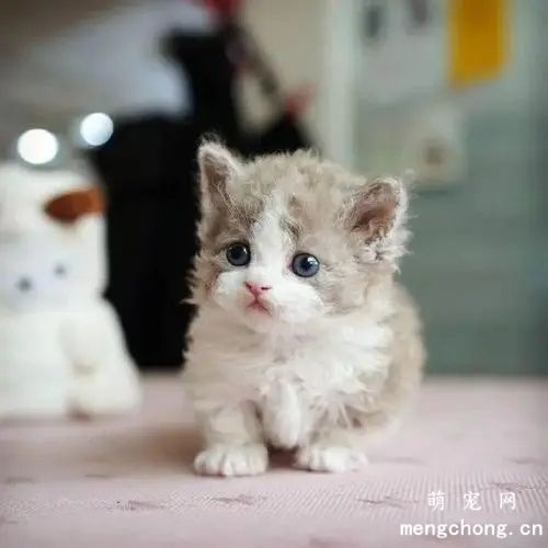 猫咪耳朵热正常吗？