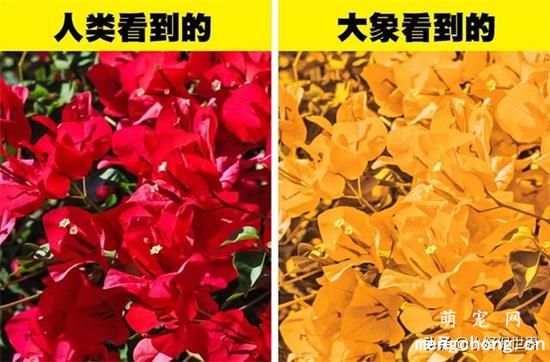 六种动物眼中看到的世界色彩原来与人类如此不同
