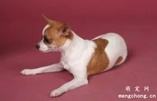 吉娃娃眼屎多是上火还是炎症？