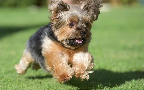 华宗犬粮经销华山路与玉泉路交汇处华阴市华山汽车站附近