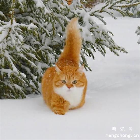 橘猫美图,橘猫萌照,橘猫摄影,橘猫图片