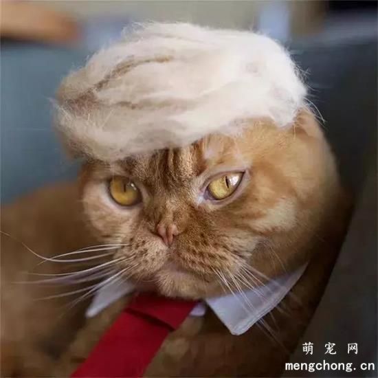 猫咪美图,猫咪萌照,猫咪摄影,猫咪图片