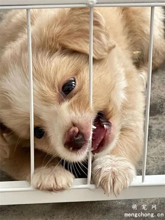 中华田园犬美图,中华田园犬萌照,中华田园犬摄影,中华田园犬图片