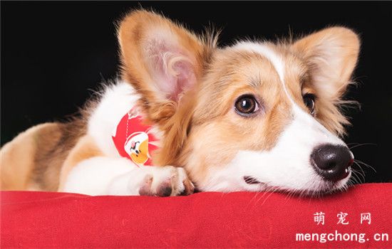 什么是狗狗分离忧虑症?如何改善狗狗分离忧虑症?