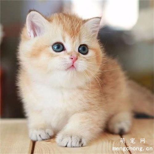 猫拉屎为什么要埋起来