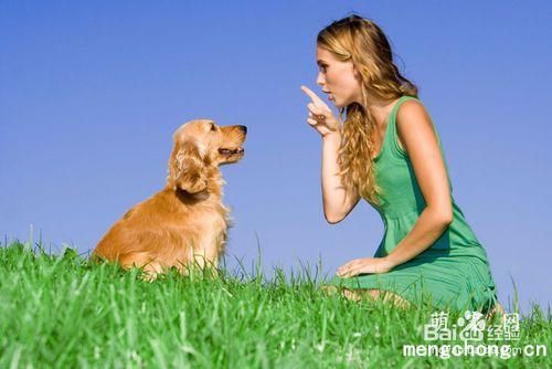 教你如何训练吃便便的狗狗？