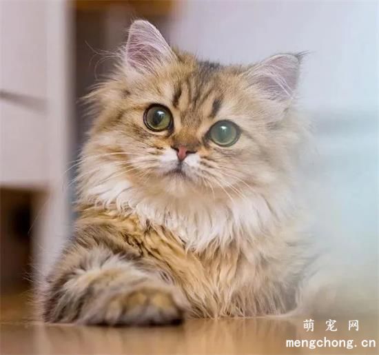 猫咪美图,猫咪萌照,猫咪摄影,猫咪图片