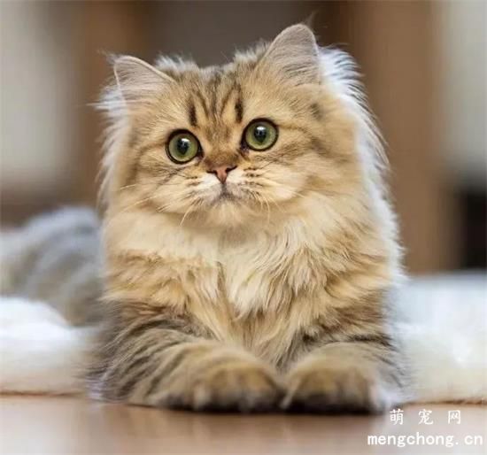 猫咪美图,猫咪萌照,猫咪摄影,猫咪图片