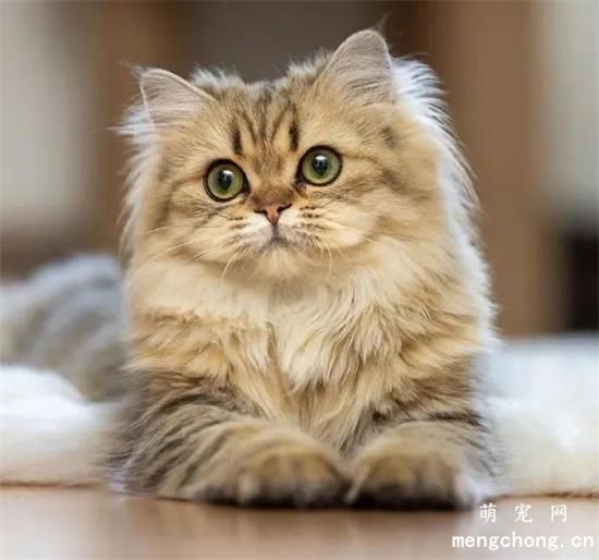 <a href=/tag/maomeitu/ target=_blank class=infotextkey><a href=/tag/mao/ target=_blank class=infotextkey>猫咪</a>美图</a>,<a href=/tag/maomengzhao/ target=_blank class=infotextkey>猫咪萌照</a>,<a href=/tag/maosheying/ target=_blank class=infotextkey>猫咪摄影</a>,<a href=/tag/maotupian_1548/ target=_blank class=infotextkey>猫咪图片</a>