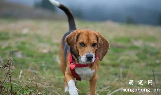 比格犬的性格分析及驯养