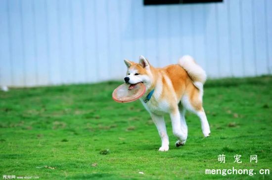 秋田犬的训练注意事项