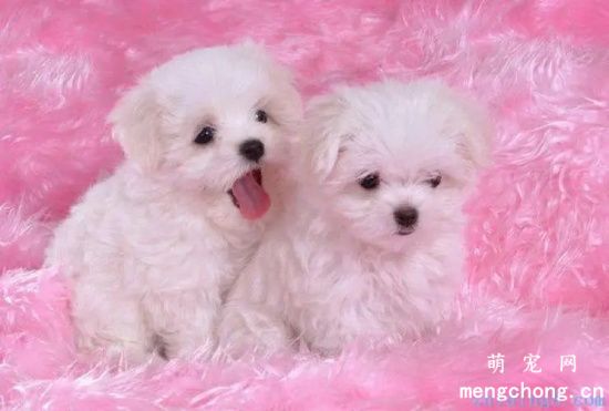 比熊犬分娩以后该进行哪些护理?